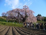 三春滝桜2010ﾀﾞｲｼﾞｪｽﾄ4.24　2010 Miharu waterfall cherry blossoms digest